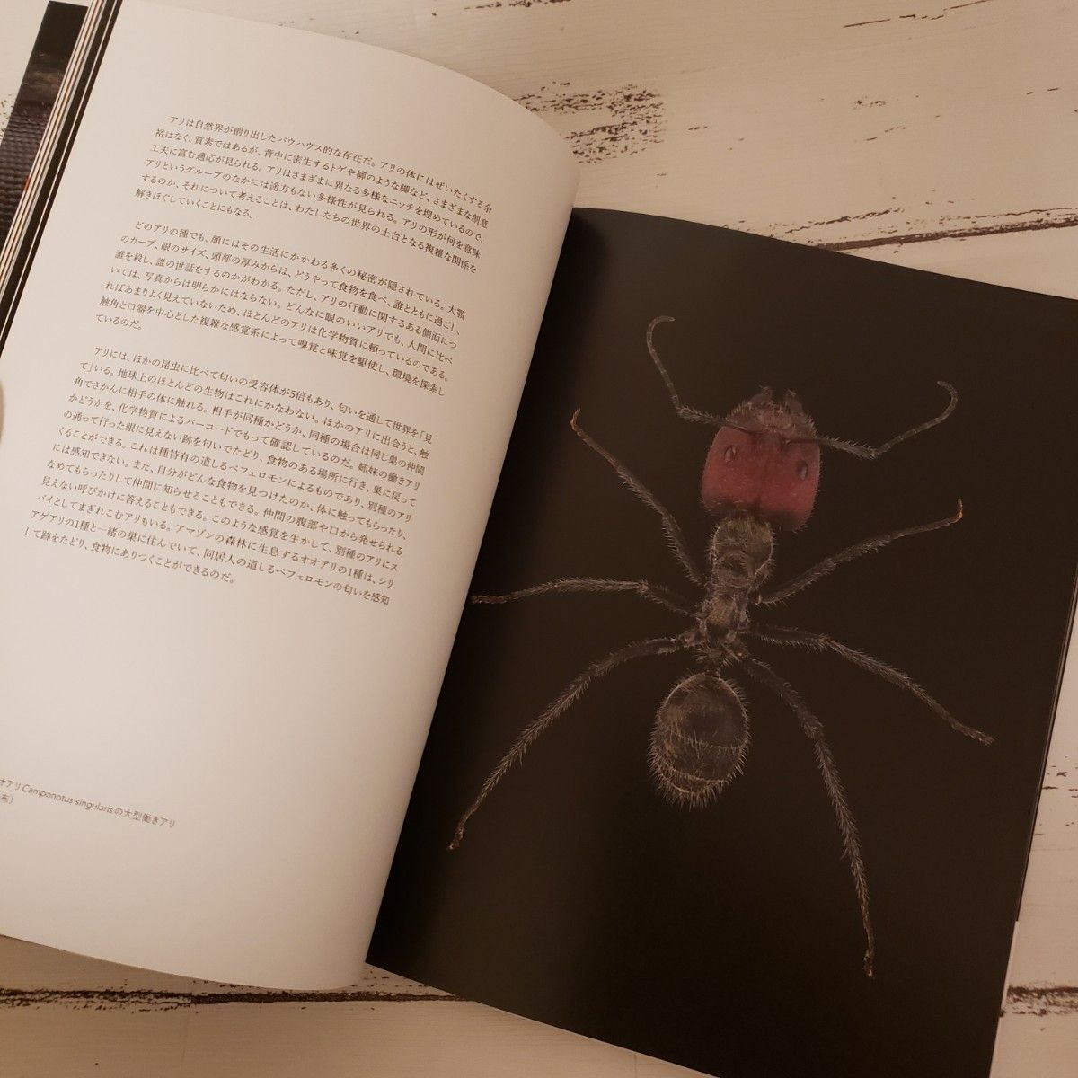 超接写蟻 : 世界を動かす小さな巨人 写真集 図録 図鑑 解説 昆虫