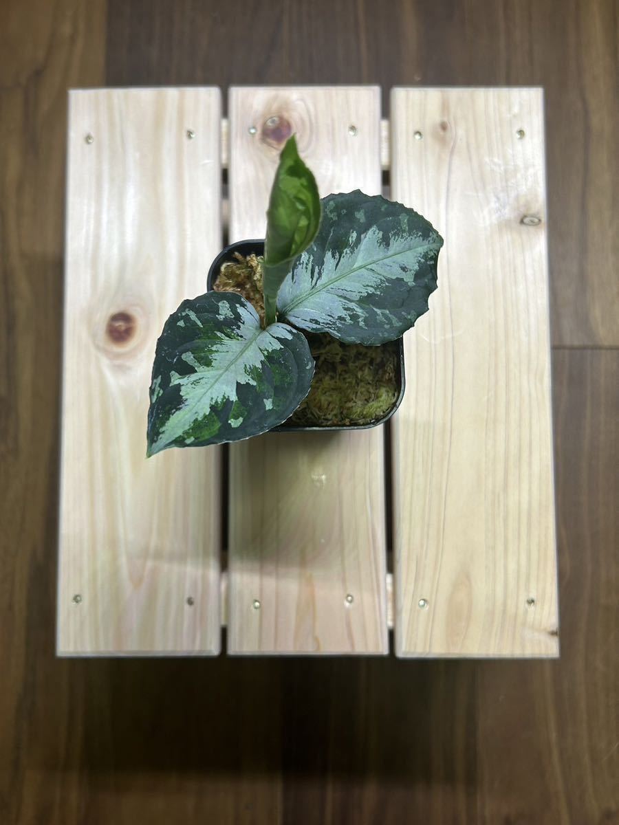 アグラオネマ ピクタム スマトラ セラタンAglaonema pictum Smatra Selatan T-230523 G-03 TZ便 熱帯植物 観葉植物 トリカラー Gシリーズ_画像4