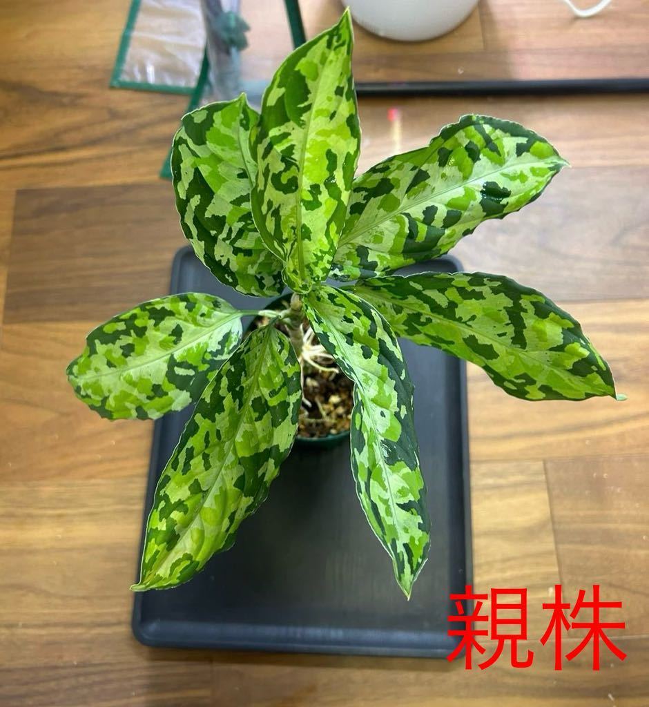 アグラオネマ ピクタム スマトラ セラタンAglaonema pictum Smatra Selatan T-230523 G-03 TZ便 熱帯植物 観葉植物 トリカラー Gシリーズ_画像1