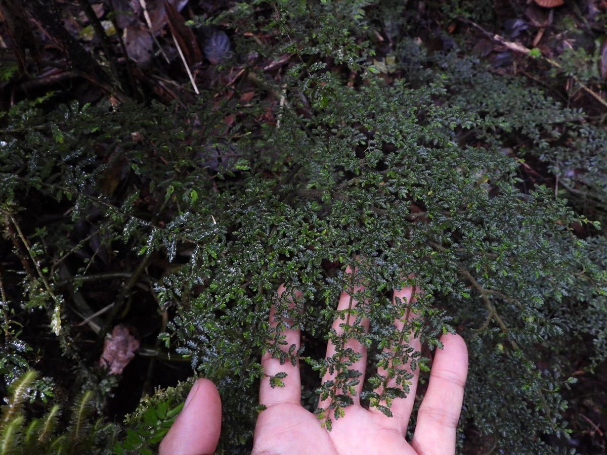 Elatostema mongiensis Mt. Hagen, PNG 巨大で極小の葉_画像1