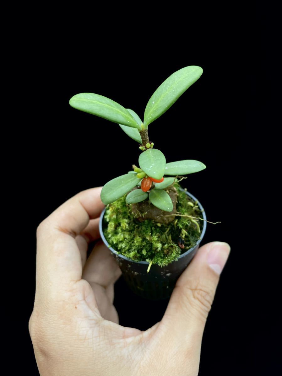 アリ植物 Hydnophytum formicarum Quezon, Luzon 実生株_画像3