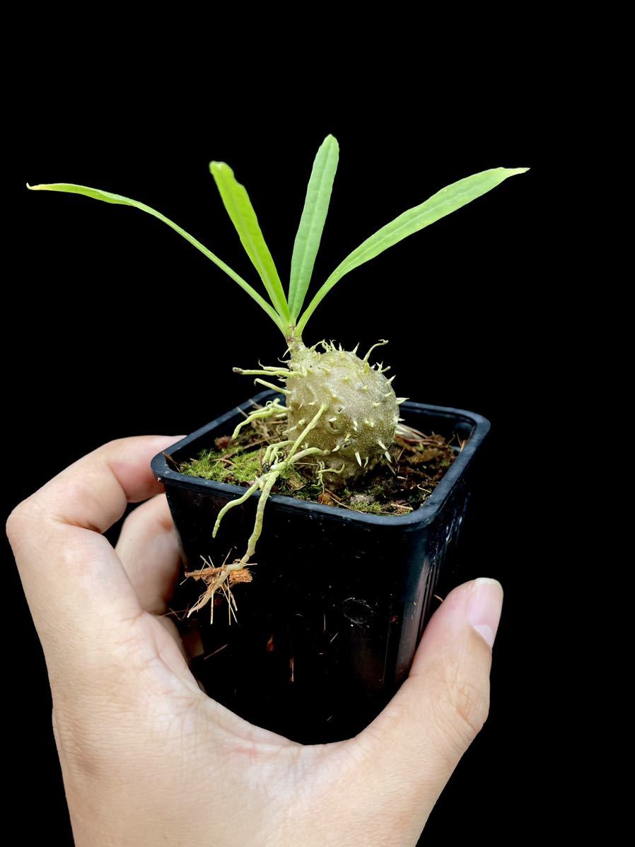 アリ植物 Myrmecodia erinacea Ucapan, Nabire, West Papua 実生株_画像3