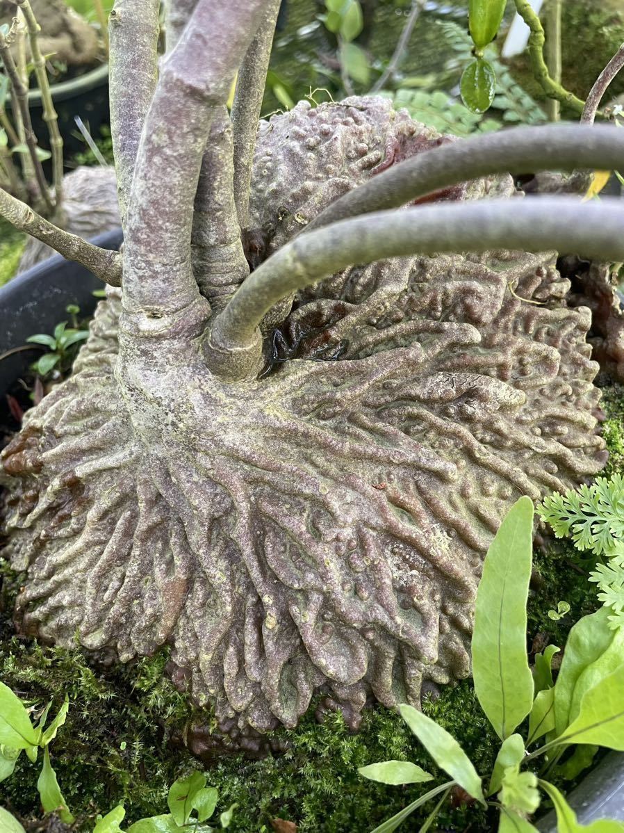 アリ植物 Hydnophytum formicarum Nueva Vizcaya (YFK2)実生株_画像1