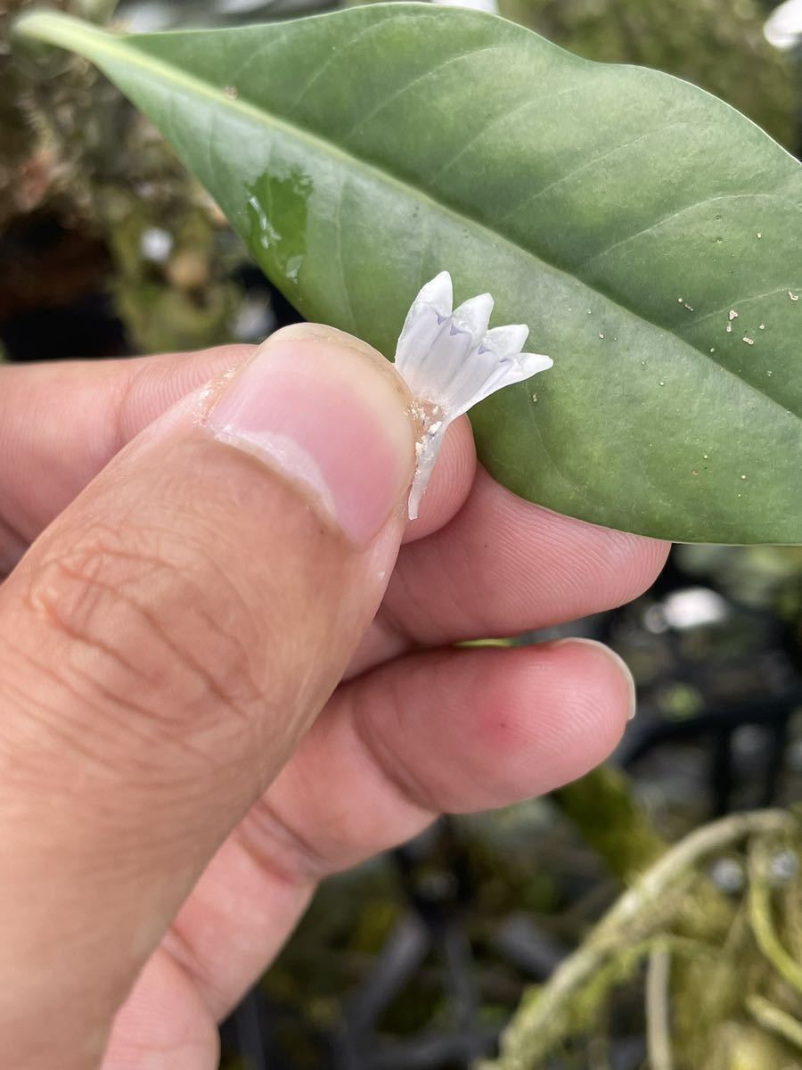 アリ植物 Myrmecodia cf. tuberosa “lanceolata” West Papua 実生株_画像3