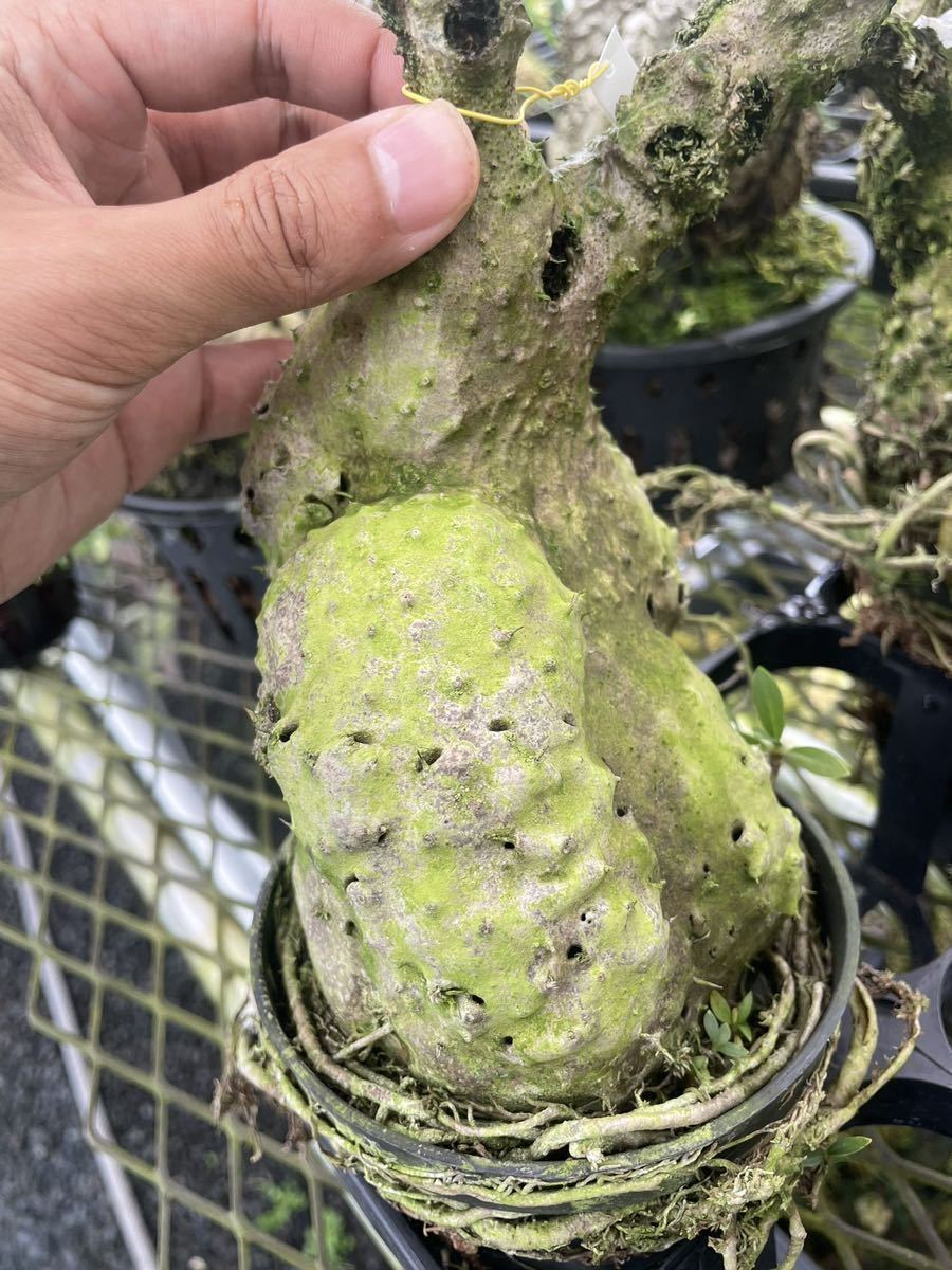 アリ植物 Myrmecodia cf. tuberosa “lanceolata” West Papua 実生株_画像4