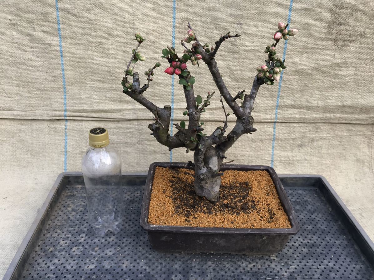 木瓜(ボケ)・放春花 越の輝 角鉢(咲分け保証品)②|Yahoo!フリマ 木瓜(ボケ)・放春花 越の輝 角鉢(咲分け保証品)②|Yahoo!フリマ