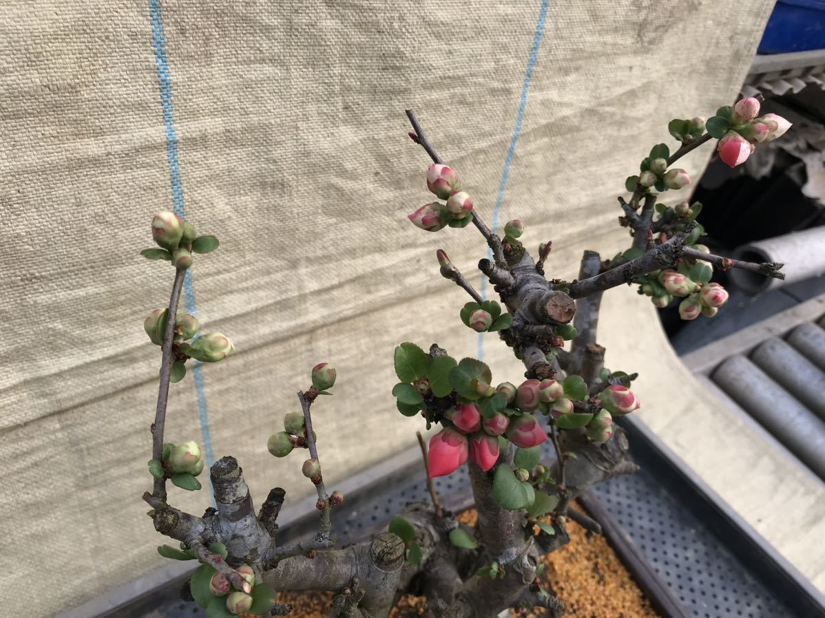 木瓜(ボケ)・放春花 越の輝 角鉢(咲分け保証品)②|Yahoo!フリマ 木瓜(ボケ)・放春花 越の輝 角鉢(咲分け保証品)②|Yahoo!フリマ