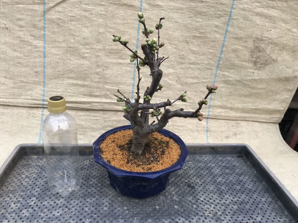 木瓜(ボケ)・放春花 彩の星 7寸(咲分け保証品)②|Yahoo!フリマ 木瓜(ボケ)・放春花 彩の星 7寸(咲分け保証品)②|Yahoo!フリマ