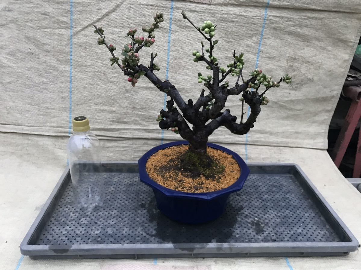 木瓜(ボケ)・放春花 花かんざし 8寸(咲分け保証品)①|Yahoo 木瓜(ボケ)・放春花 花かんざし 8寸(咲分け保証品)①|Yahoo