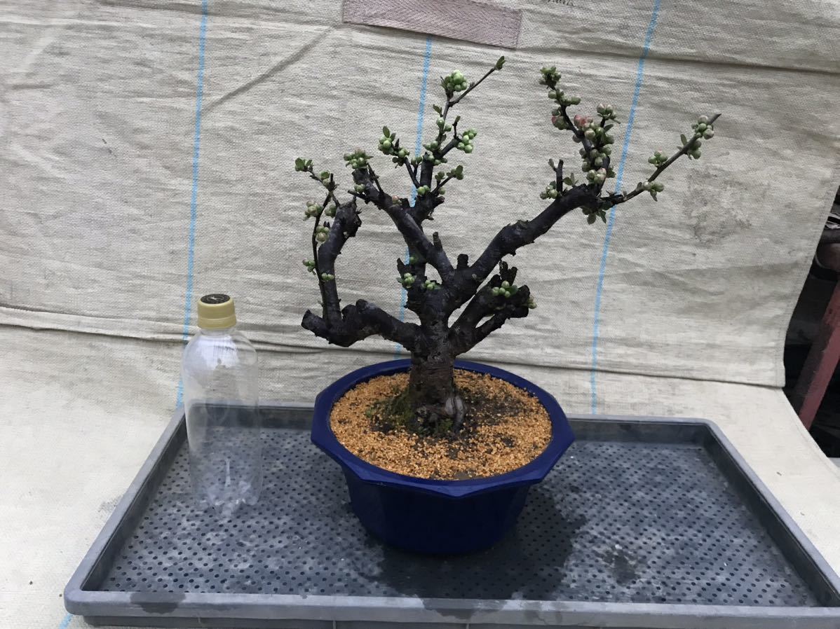 木瓜(ボケ)・放春花 花かんざし 8寸(咲分け保証品)①|Yahoo 木瓜(ボケ)・放春花 花かんざし 8寸(咲分け保証品)①|Yahoo