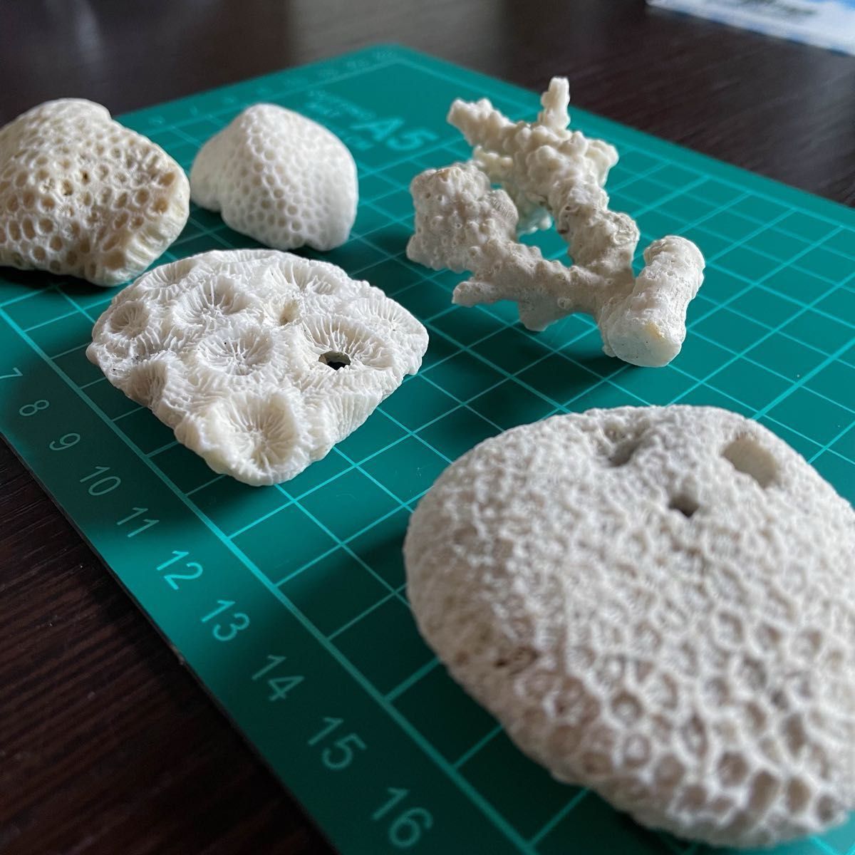 珊瑚セット キクメイシ 枝珊瑚 サンゴの化石 手のひらサイズ 珊瑚セット キクメイシ 枝珊瑚 サンゴの化石 手のひらサイズ