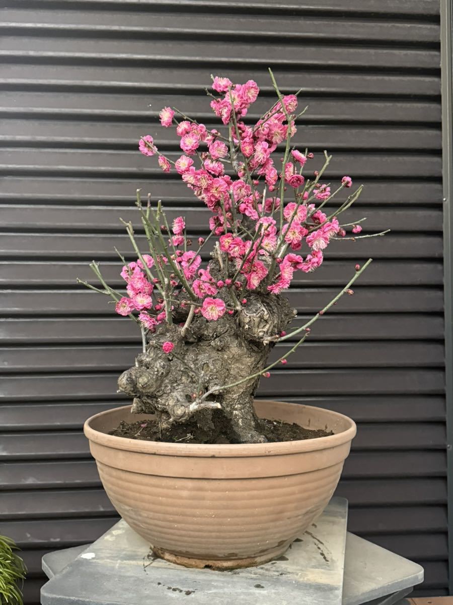 Yahoo!オークション - 梅盆栽【花梅ー八重寒紅】② Yahoo!オークション - 梅盆栽【花梅ー八重寒紅】②