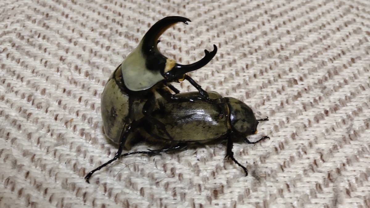 【KA～BU】グラントシロカブト 幼虫5頭（死着保証なし）_画像1