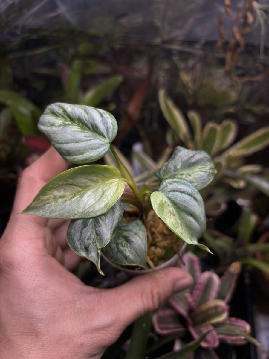 【 Philodendron sodiroi variegated 】★★フィロデンドロン・ソディロイ・バリエゲイテッド_画像5