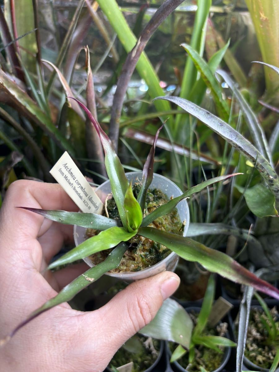 [ Aechmea corymbosa (discolor) ]** rare seedling **ekmea* Colin bosa*ti scalar 