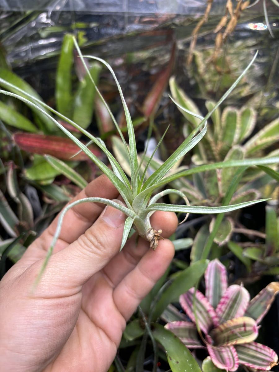 【 Tillandsia dasylirifolia 'Proliferata' (Belize) 】★★ベリーズ産 / ティランジア・ダシリリフォリア・プロリフェラータの画像4