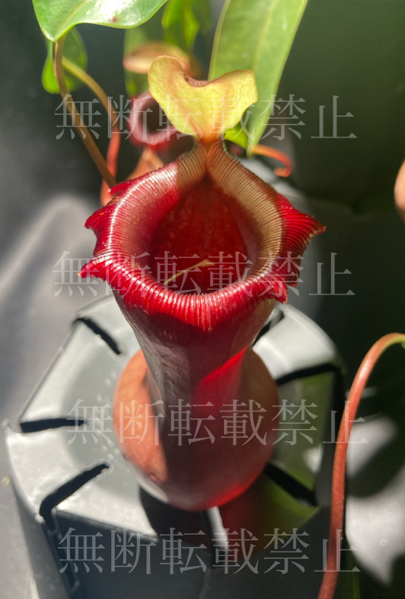Nepenthes ventricosa Sierra Madre Range ネペンテス　食虫植物　観葉植物_画像2