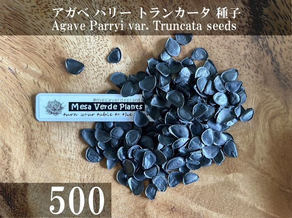 アガベ パリー トランカータ 種子 500粒+α Agave Parryi var. Truncata 500 seeds+α 種_画像1