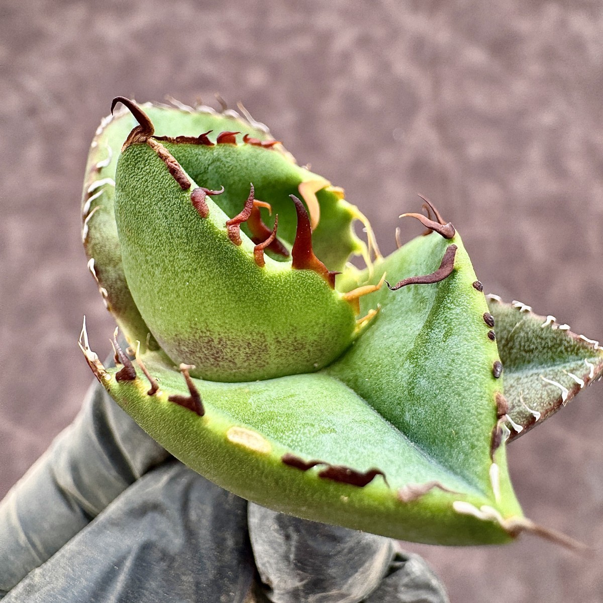 【Lj_plants】 アガベ 多肉植物 ジャガーノート 純血 'Juggernaut' pure blood 優良な血統 短葉で肉厚 極上美株 76_画像5