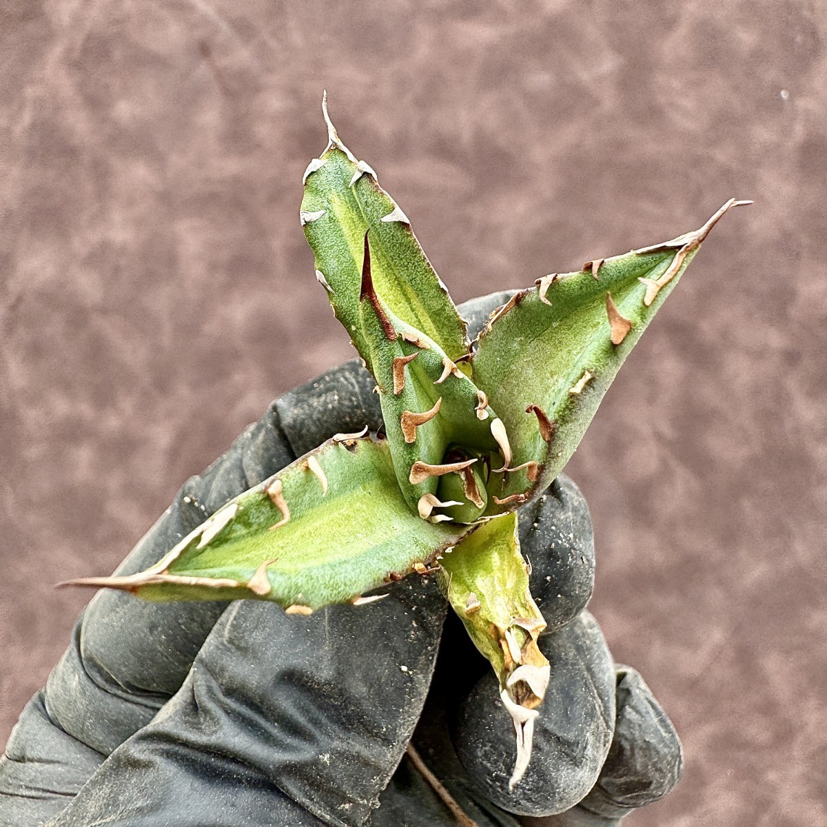 【Lj_plants】 アガベ チタノタ 姫厳竜錦 極上斑入り 白中斑 希少株 子株1株 50_画像10