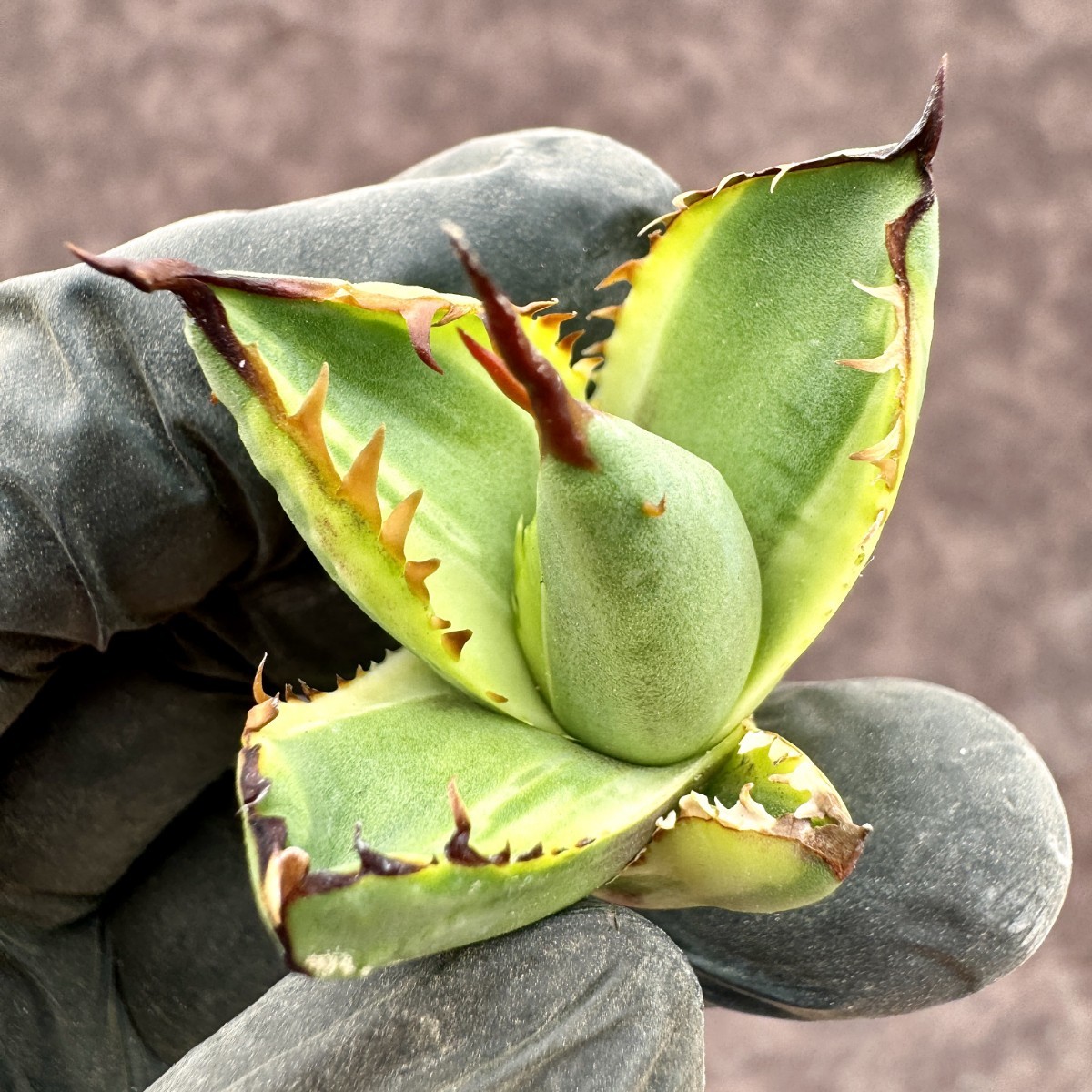 【Lj_plants】 アガベ チタノタ 覇王竜錦 鮮明錦 覆輪錦 子株5株同梱 Y57_画像4