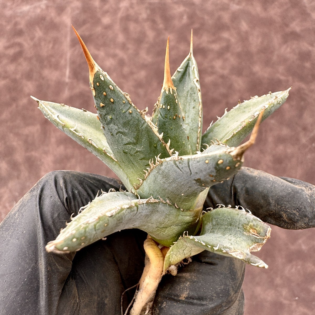 【Lj_plants】H102 アガベ チタノタ 帝君 agave emperor 密集背刺し 極上美株_画像3