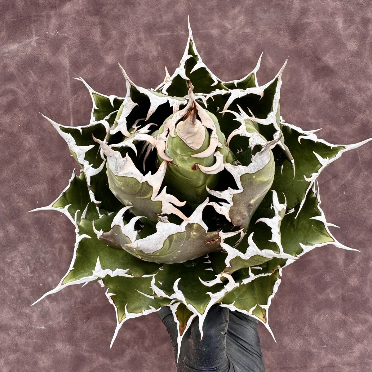 Yahoo!オークション - 【Lj_plants】H50 アガベ チタノタ 魔獣 Yahoo!オークション - 【Lj_plants】H50 アガベ チタノタ 魔獣
