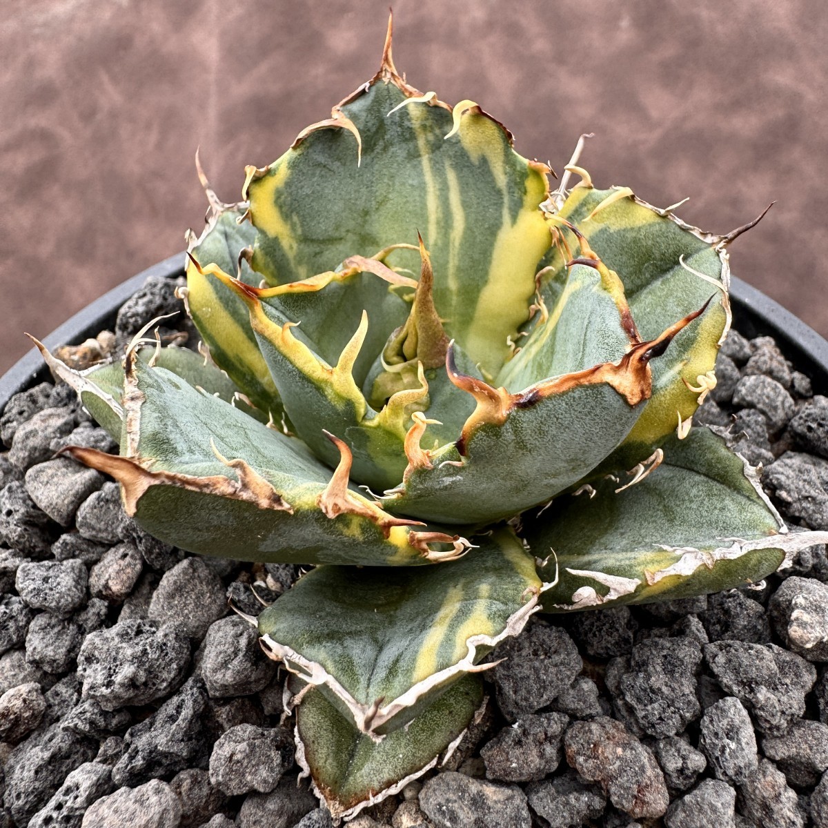 Yahoo!オークション - 【Lj_plants】H06 限定特選株 アガベ Yahoo!オークション - 【Lj_plants】H06 限定特選株 アガベ