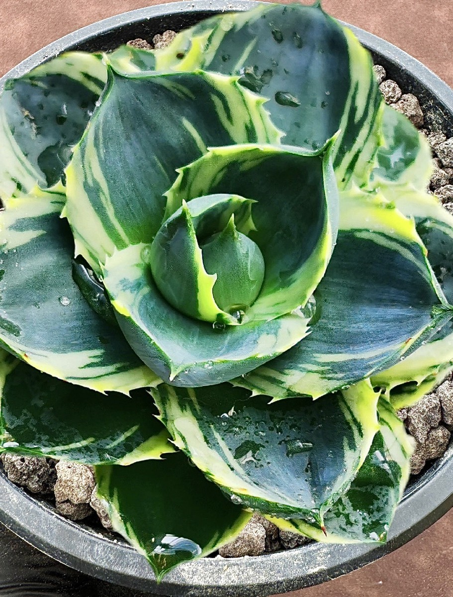 Yahoo!オークション - 【Lj_plants】H26 アガベ ブルーグロー 極 Yahoo!オークション - 【Lj_plants】H26 アガベ ブルーグロー 極