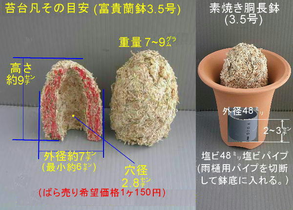 富貴蘭「青花+苔台6ヶset」同梱★堅く大型の富貴蘭x洋蘭交配種で古葉が汚れる泥軸泥根種木★第四種鉢無し根露出発送に限り無料_画像6