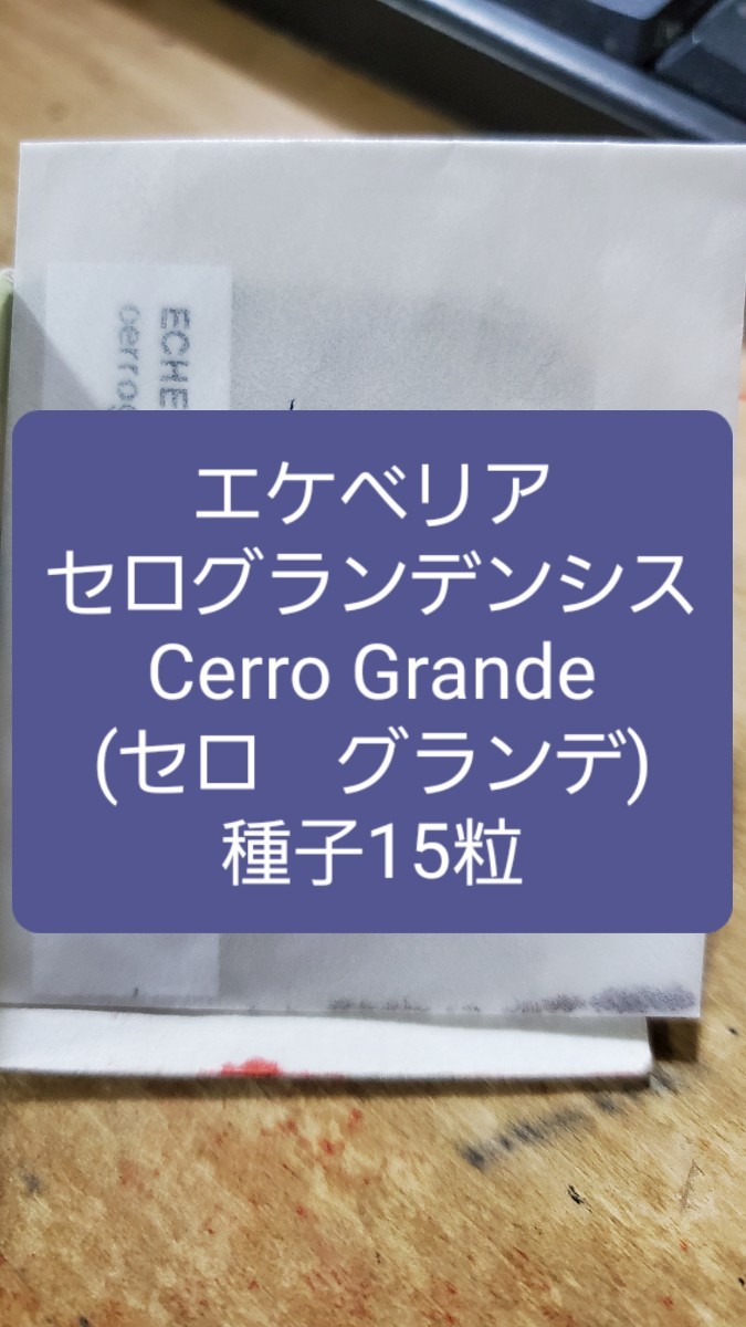 エケベリア セログランデンシス, Cerro Grande 種子15粒の画像1