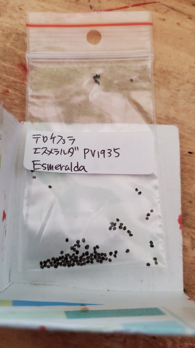 テロケファラ　エスメラルダナ PV1935 種子15粒_画像1