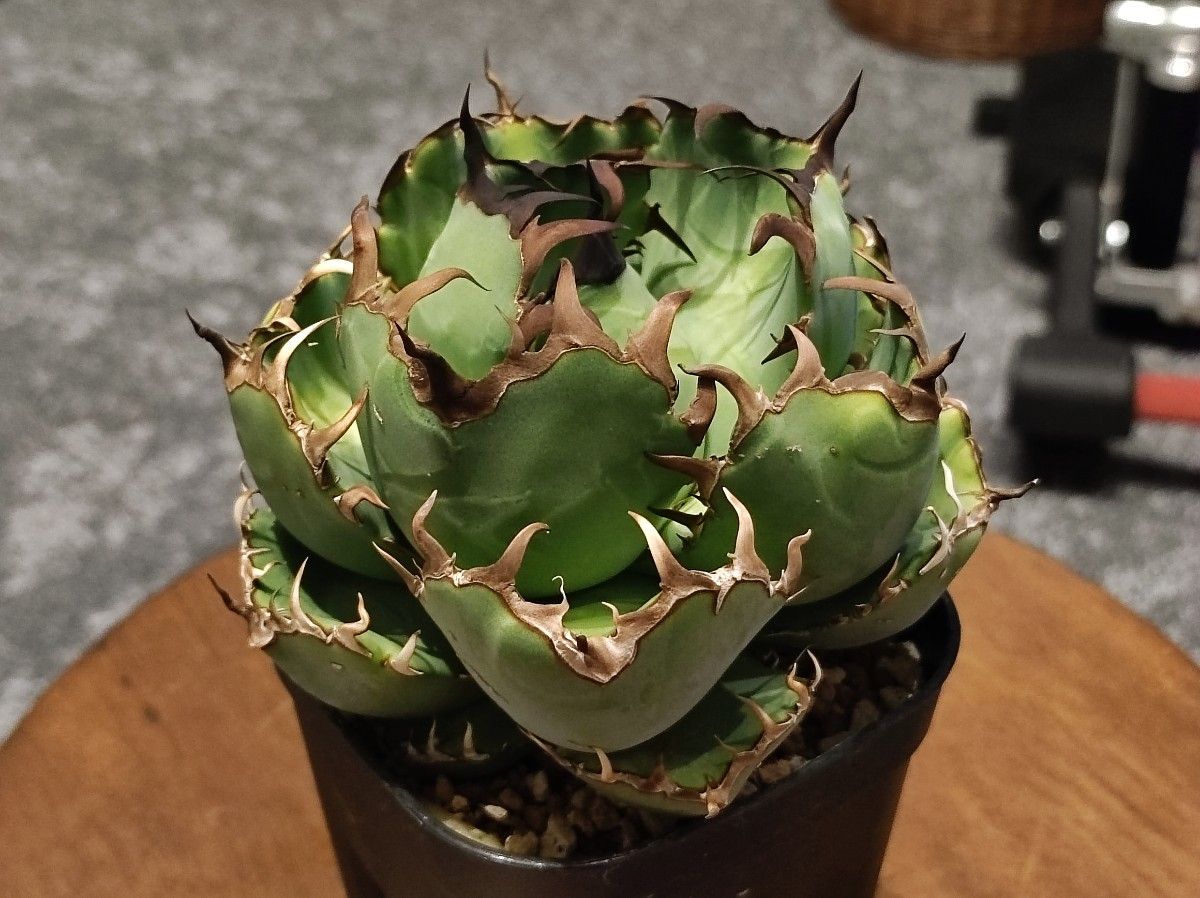 アガベ 多肉植物 チタノタ 黒鯨 極上棘厳選小株|花、園芸 アガベ 多肉植物 チタノタ 黒鯨 極上棘厳選小株|花、園芸