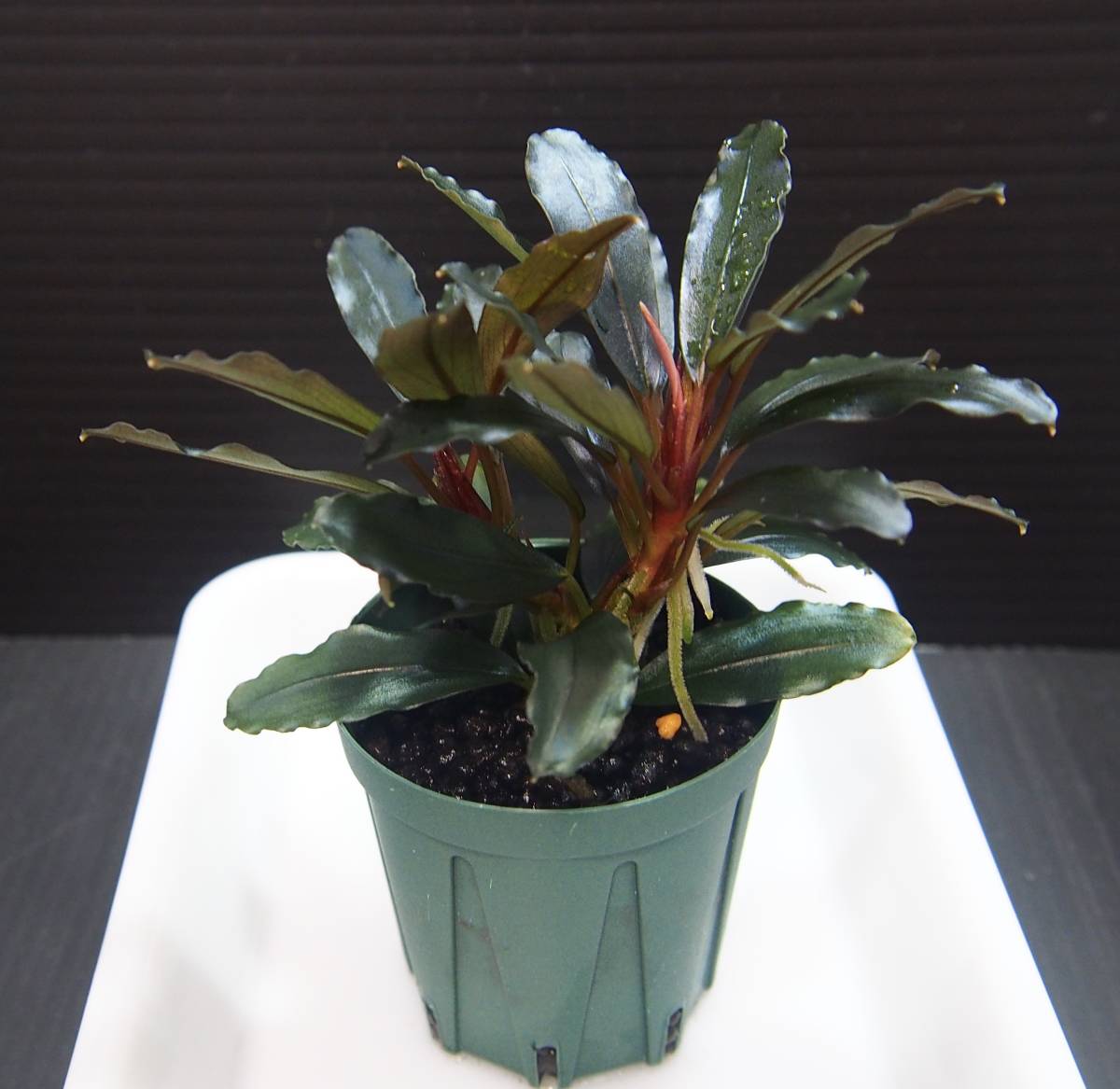 AZ便 Bucephalandra capek II Yahoo!オークション - Bucephalandra sp.Capek-Black【AZ0311-6