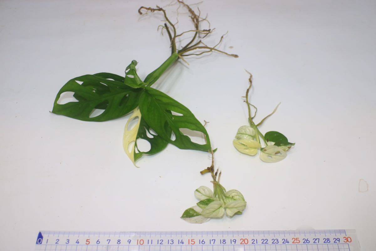 2/25落札　出品番号1番 マドカズラ　モンステラ アダンソニー 斑入り Monstera adansonii variegated 3本セット_画像9