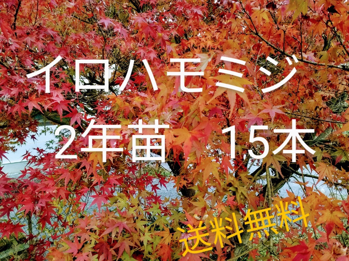 イロハモミジ2年苗 15本(抜き苗) [もみじ 紅葉 盆栽] _画像1