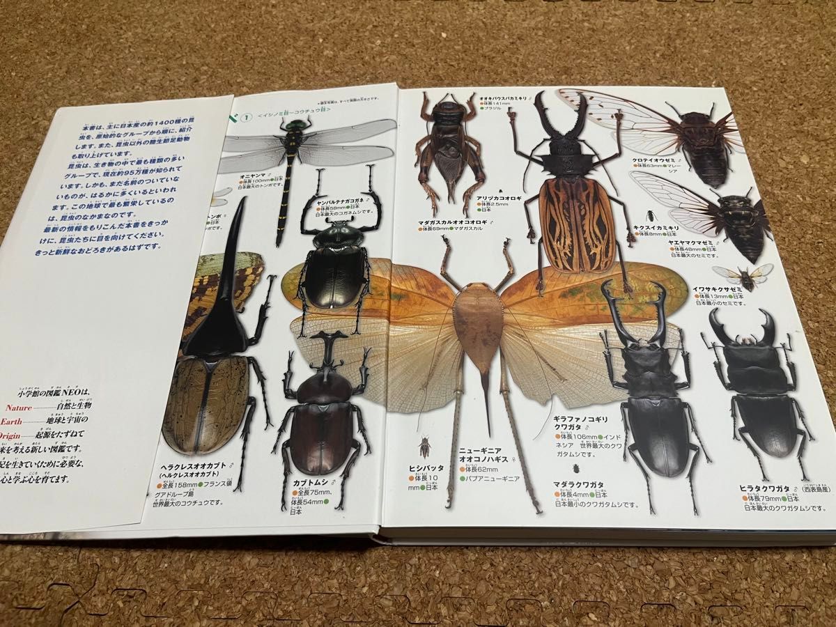 小学館の図鑑NEO 昆虫　美品