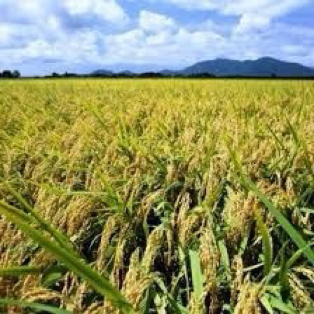 新米　令和5年産特別栽培米・新潟コシヒカリ 白米5キロ　又は　玄米5キロ 1個 色彩選別済　農家直送２2