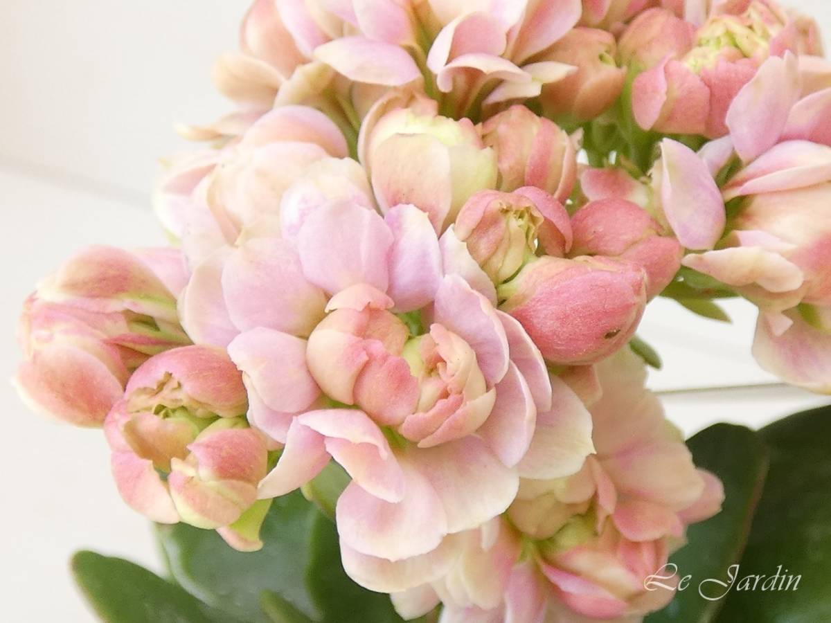 【GRANDIVA・グランディーバ（オージェ）】淡ピンク×白のグラデーション・バラ咲き・八重咲き・大輪のカランコエ_画像1
