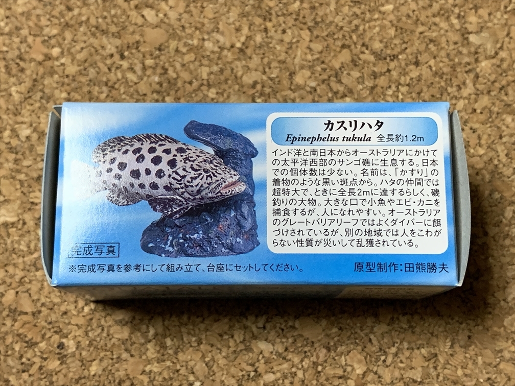 【フィギュア　６】AQUATALES　黒潮コメッコ　カスリハタ　海洋堂　KAIYODO　田熊勝夫　松村しのぶ　Epinephelus tukula_画像3