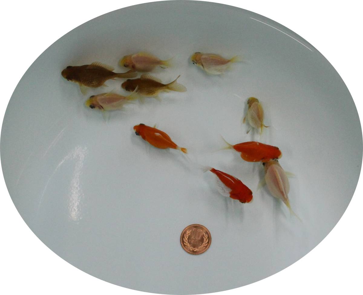 【ＫＨＦ】 金魚 玉サバ 当歳魚 １０尾セット B07B_長寸は、１０円玉と比較して下さい
