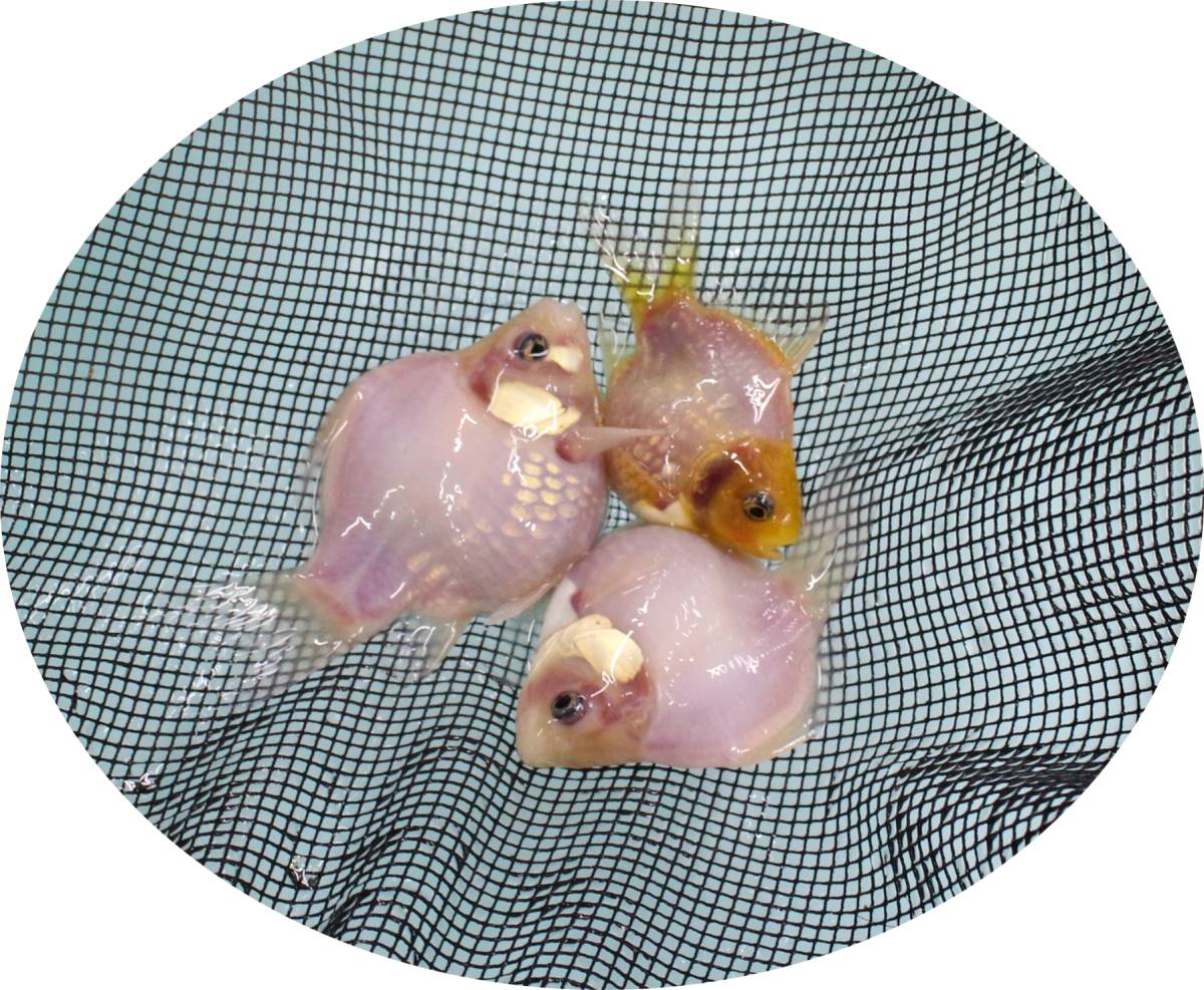 【ＫＨＦ】 金魚 玉サバ 当歳魚 約８～１０Ｃｍ ３尾セット 青木養鯉場産（山古志）B12A_画像1