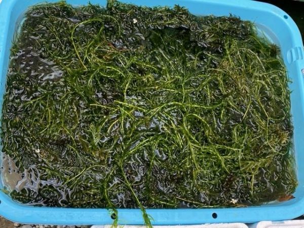 ★バケツ１杯分★水草アナカリス (オオカナダモ) ★送料込★メダカ・金魚の産卵に★_画像8