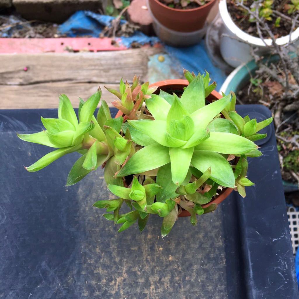 【送料無料】京の華 群生 子株付き ハオルチア 良株 美株 多肉植物 観葉植物 人気の画像9