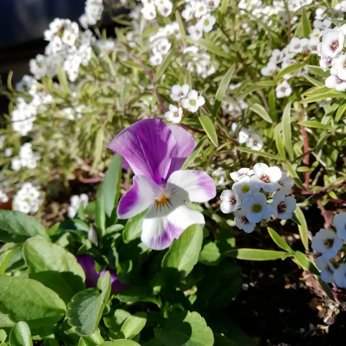 ビオラの種　15粒　薄紫白　バイカラー　花の種　種子　春秋播き　同梱可能　うさぎももか　ホワイト　パープル　2色使い_画像2