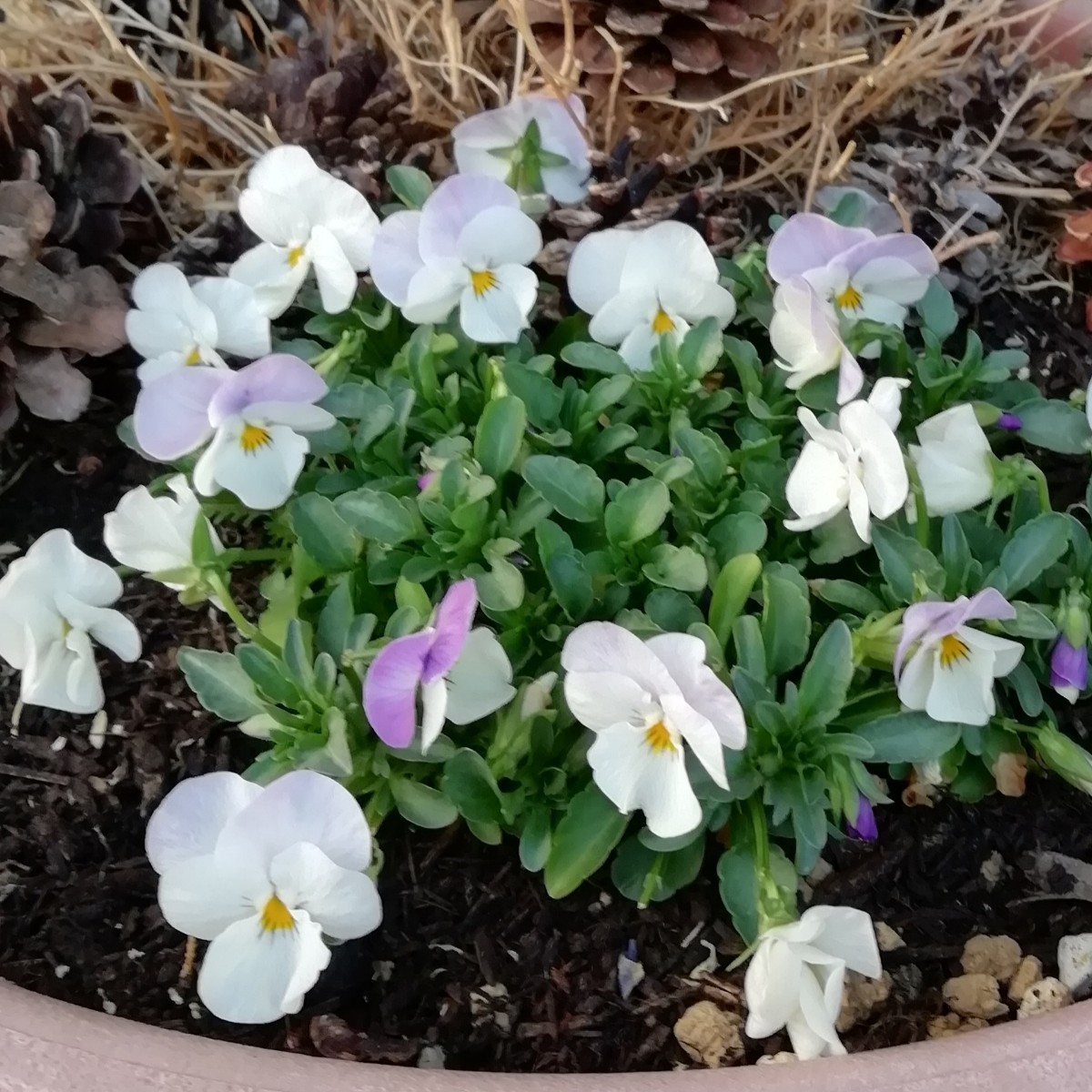 ビオラの種　15粒　薄紫白　バイカラー　花の種　種子　春秋播き　同梱可能　うさぎももか　ホワイト　パープル　2色使い_画像4