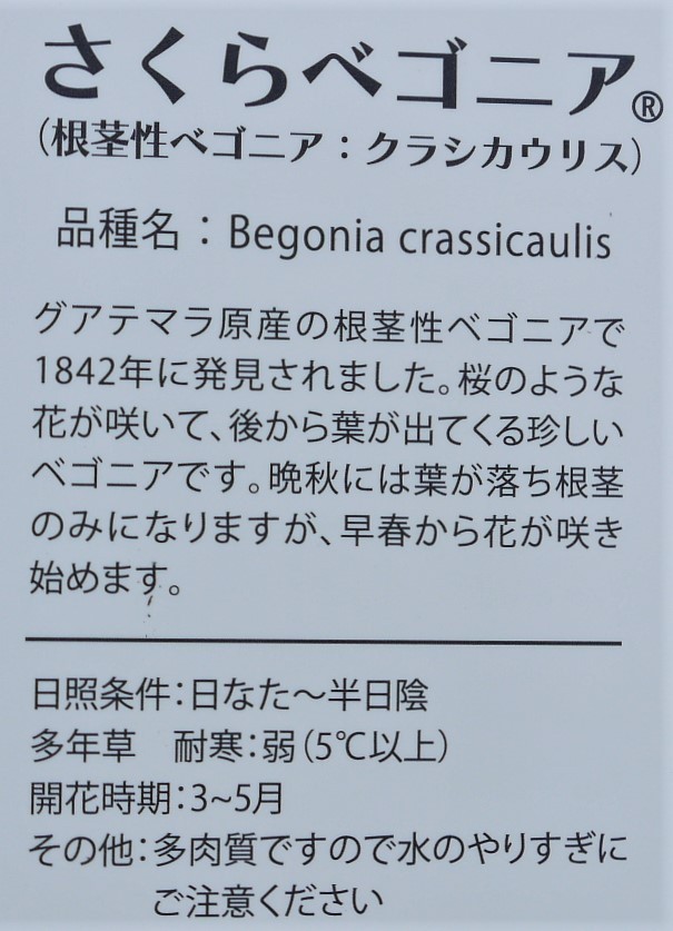 ●値下げ● 根茎性ベゴニア　クラシカウリス ● さくらベゴニア ● 山葵のような形の根茎からさくら色の花 ● グアテマラ原産 ● 3.5号 ●_画像7