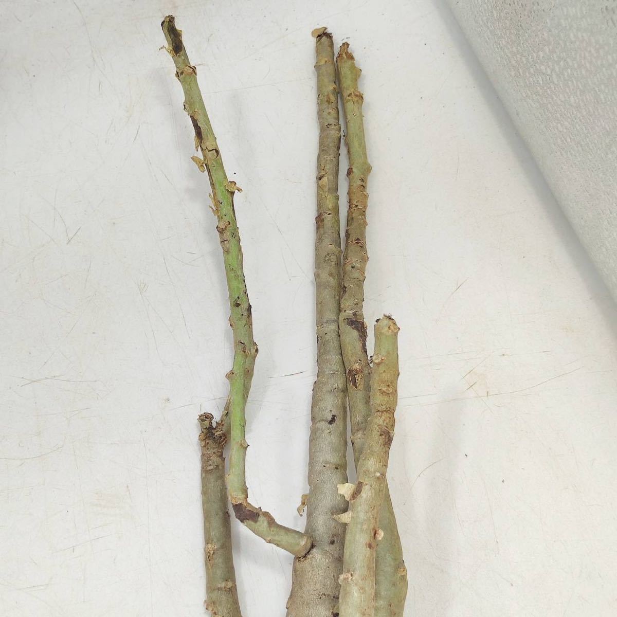 【2/8輸入】M041 ハコネコ ヤトロファ・スピカータ Jatropha spicata 塊根植物 観葉植物 未発根 _画像6