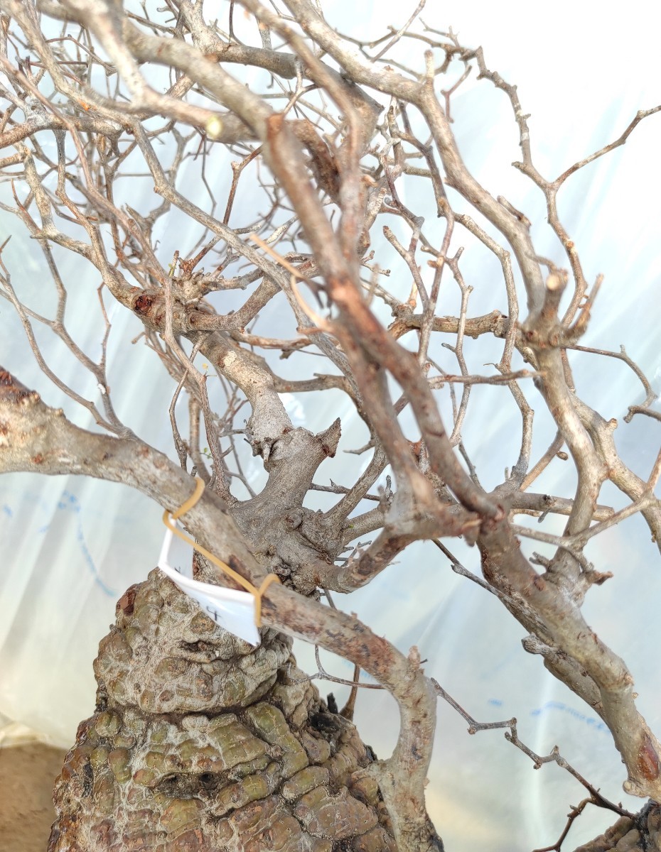 【2/6輸入】P094 ハコネコ オペルクリカリア・パキプス Operculicarya Pachypus 塊根植物 観葉植物 未発根 _画像5