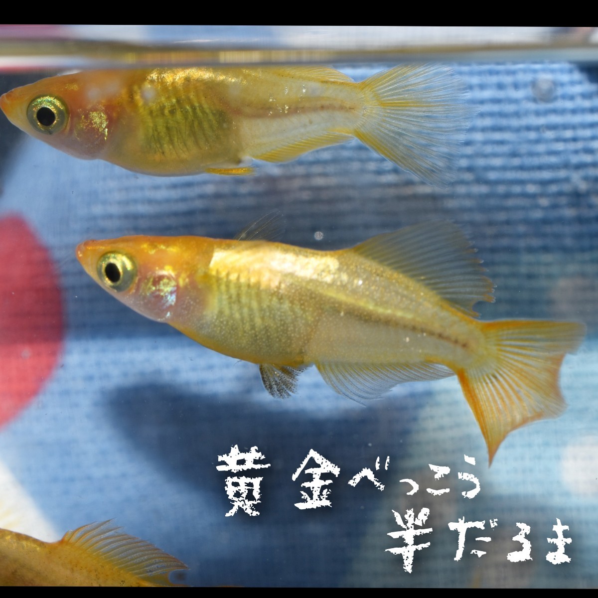 黄金べっこう　半だるま　稚魚１０匹＋α　めだか　メダカ　黄金　べっ甲　半だるま　だるま　ダルマ　達磨　光体型_画像10